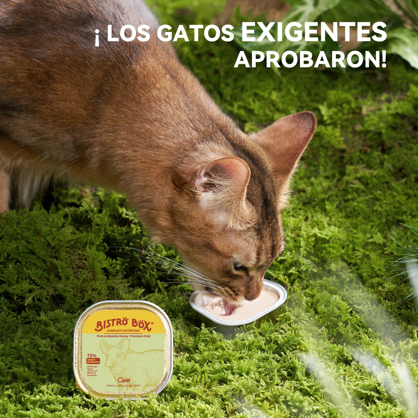 OPET Bistro Box Comida Húmeda para Gatos 40g (Cerdo, Paquete de 4)
